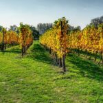 Vigneto in autunno, tradizione vinicola del Ticino
