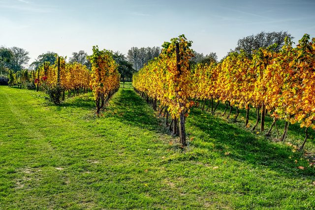 Vigneto in autunno, tradizione vinicola del Ticino